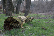 10th Mar 2018 - Dead tree near the river