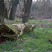 Dead tree near the river by spectrum
