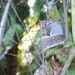 Squirrel Trying To Hide by mamabec