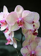 9th Mar 2018 - Orchid Day