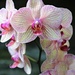 Orchid Day by juliedduncan