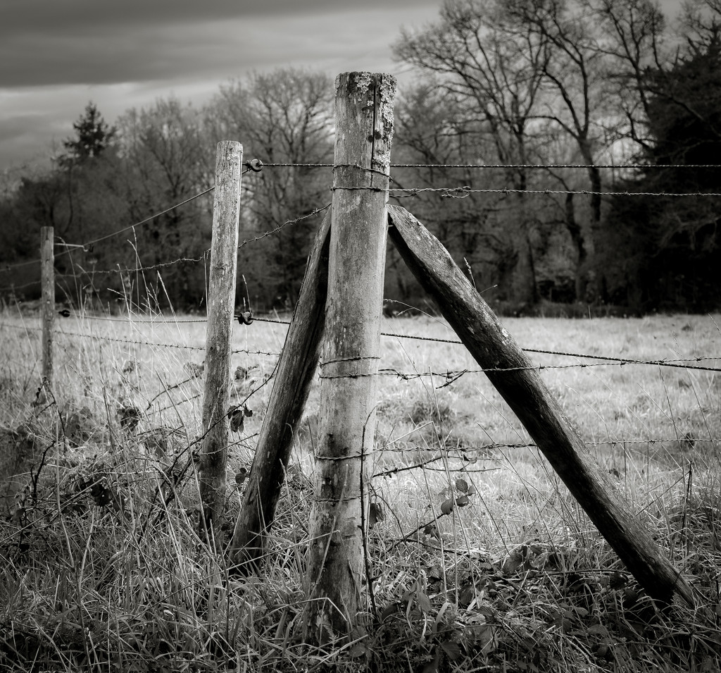 Paimpont 2018: Day 70 - Occasional Fence Post 27 by vignouse