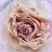 Mum's Rose. by wendyfrost