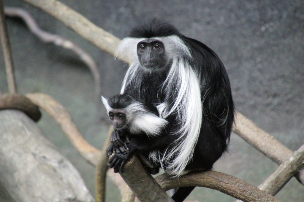 Angolan Colobus And Baby by randy23