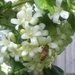Busy Little Bee by mozette