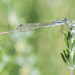 dragonfly... which is actually a damselfly! by ulla