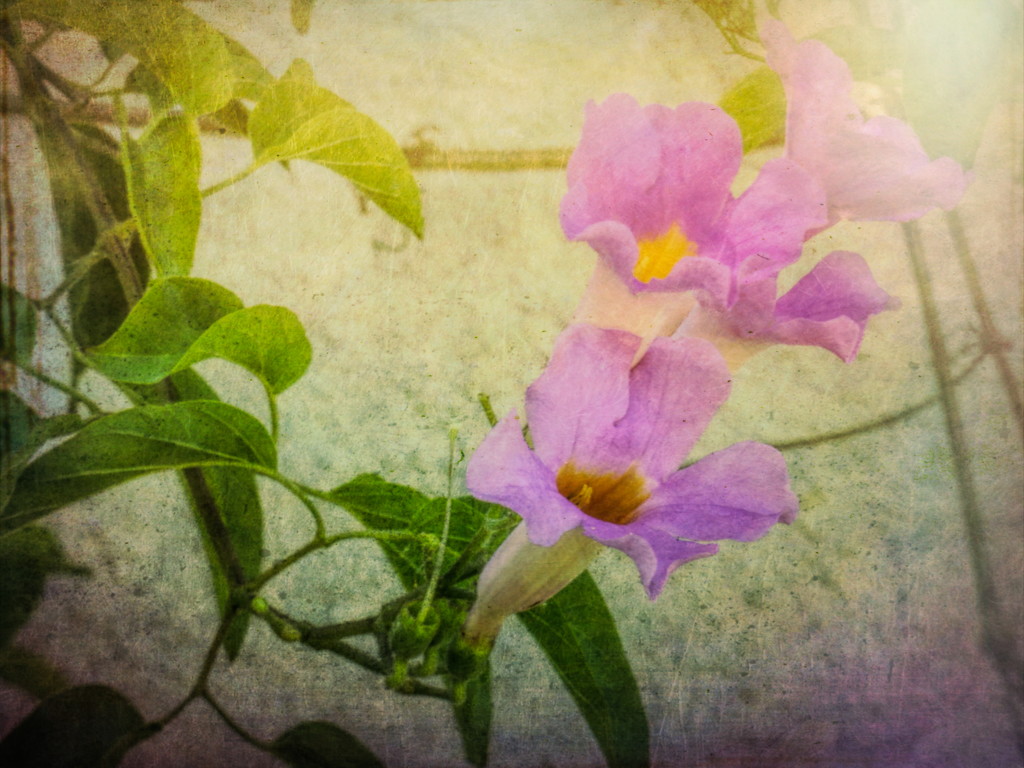 Flowers with a bit of texture by ludwigsdiana