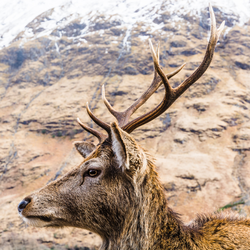 Stag, Glen Etive by iqscotland