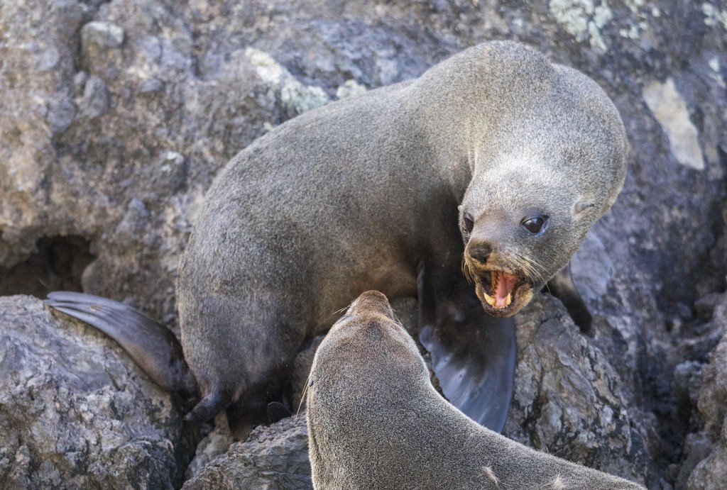 Fur Seal Pups by shepherdmanswife