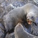 Fur Seal Pups by shepherdmanswife