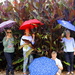 Canna find a better spot for the brolly girls! by gilbertwood