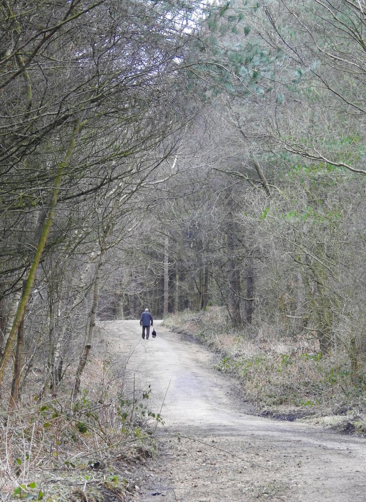 A Walk In The Woods by oldjosh