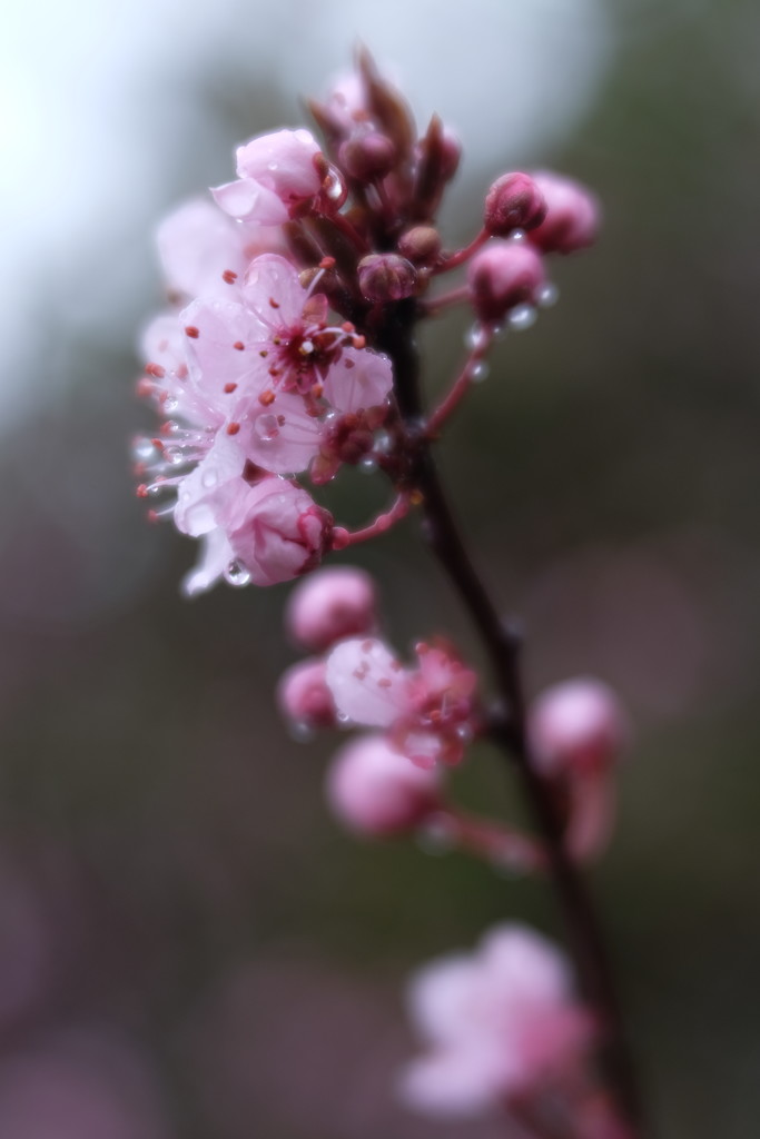 Winter Flowering Cherry Blossom by mattjcuk