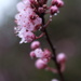 Winter Flowering Cherry Blossom by mattjcuk