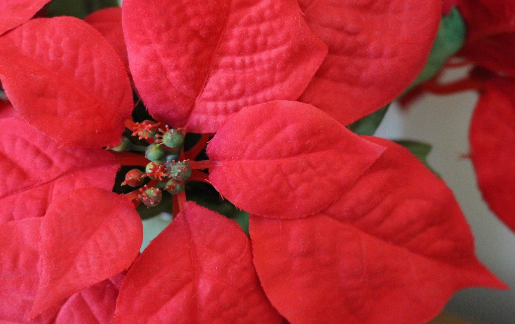 Poinsettia leaves by mittens