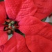 Poinsettia leaves by mittens