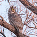 Great Horned Owl by aecasey