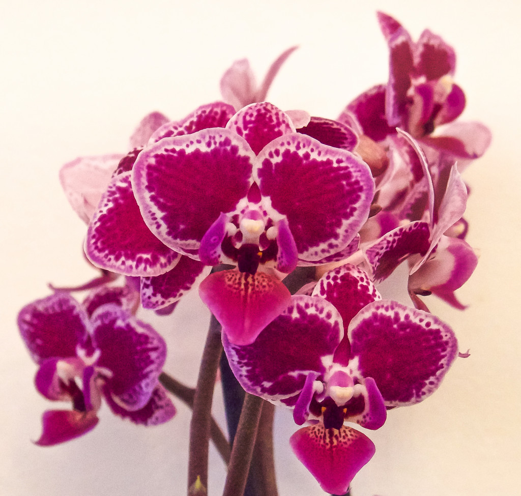 orchid by tonygig