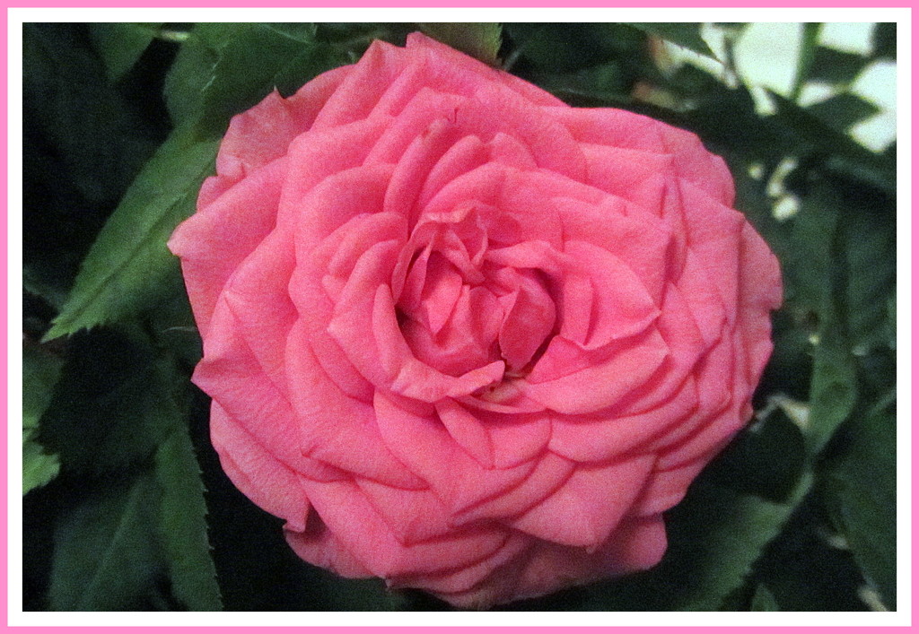 Pink mini rose. by grace55