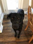 12th Mar 2018 - This is what happens when I stand too close to Mom while she is cooking...I get cornstarch on my face!