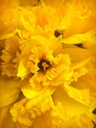 14th Mar 2018 - YELLOW Daffodils