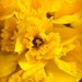 YELLOW Daffodils by homeschoolmom