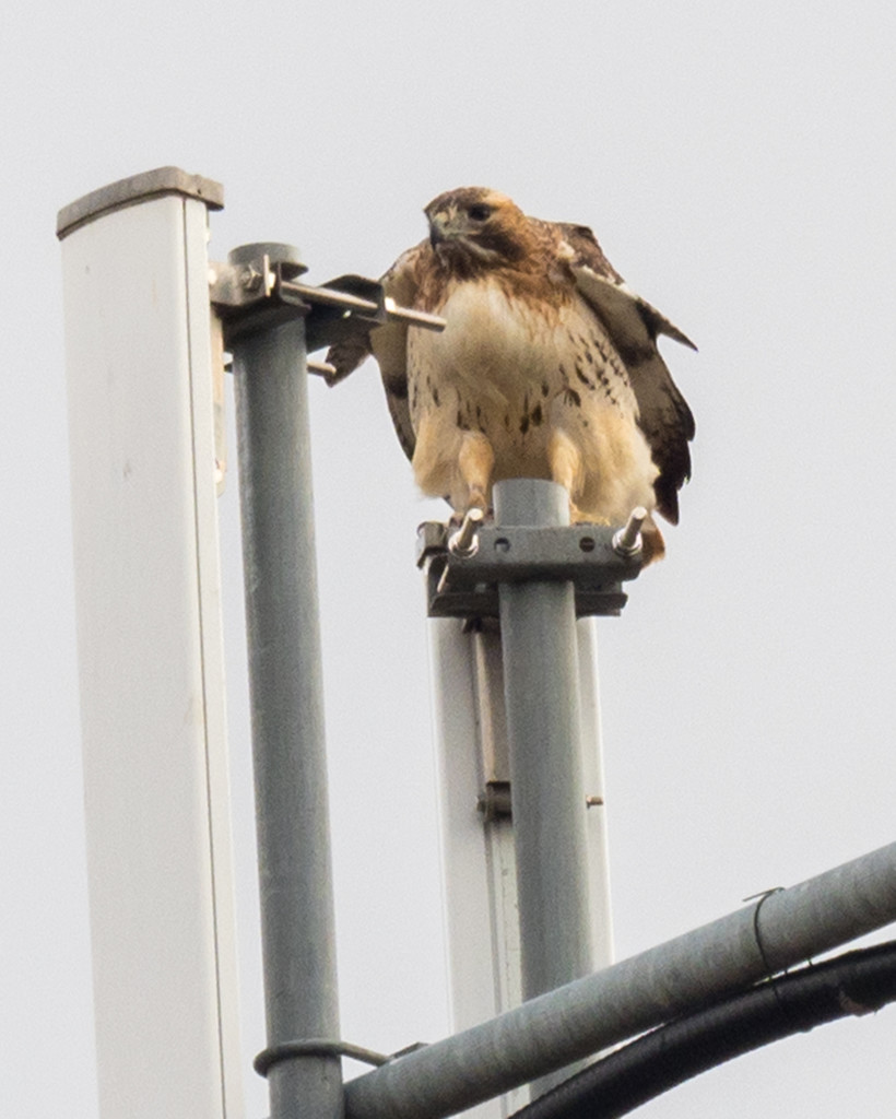 Red-tailed Hawk on top of a cell tower by rminer