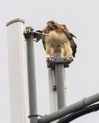 12th Mar 2018 - Red-tailed Hawk on top of a cell tower