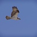 LHG_9919 Osprey in flight by rontu