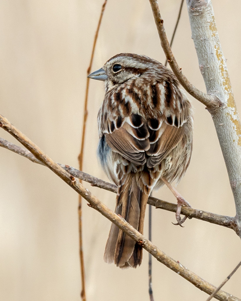 Song Sparrow Portrait by rminer