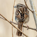 Song Sparrow Portrait by rminer