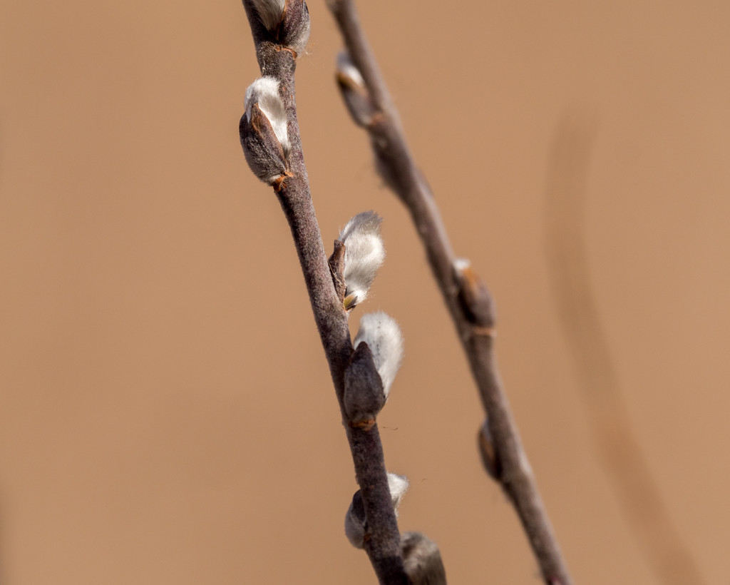 Pussy Willow Emerges by rminer