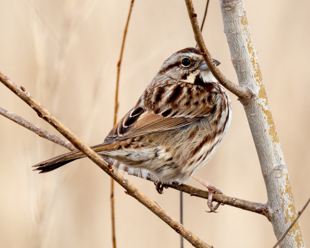 Song Sparrow Profile by rminer