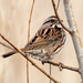 Song Sparrow Profile by rminer