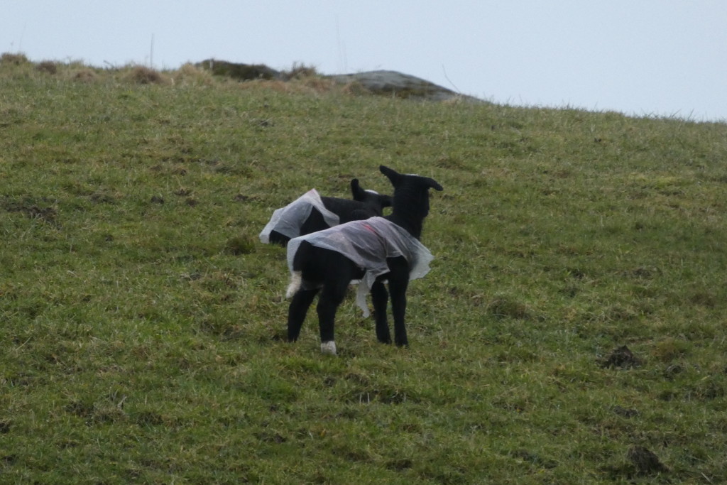 little black lambs in coats by anniesue