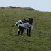 little black lambs in coats by anniesue