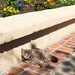 Garden Cat  by eudora