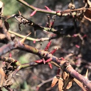 10th Mar 2018 - Rose bush