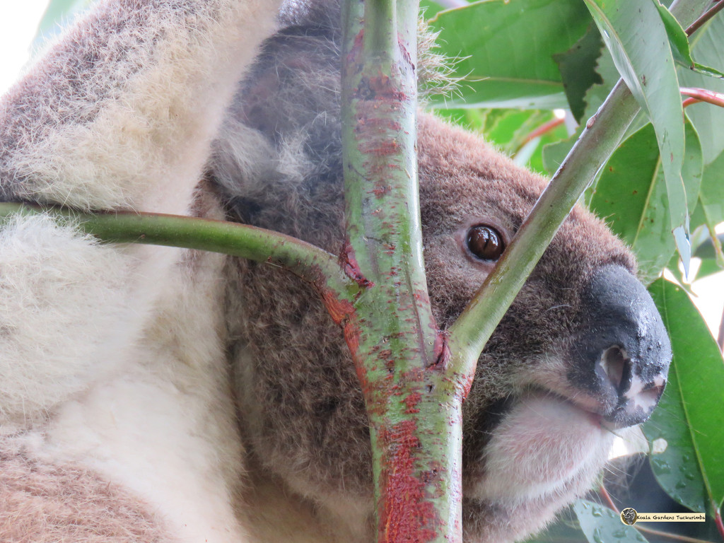 eye spy by koalagardens