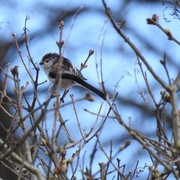 13th Mar 2018 - Long Tailed Tit
