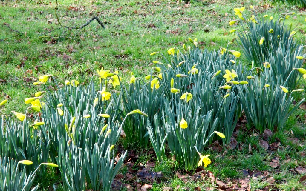Churchyard Daffodils  by foxes37