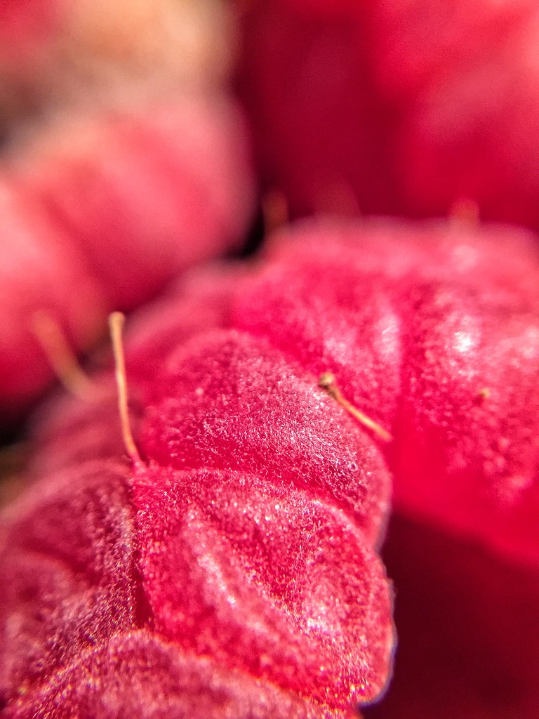 Macro raspberry.  by cocobella