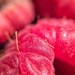 Macro raspberry.  by cocobella