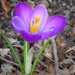 March 10: Purple by daisymiller