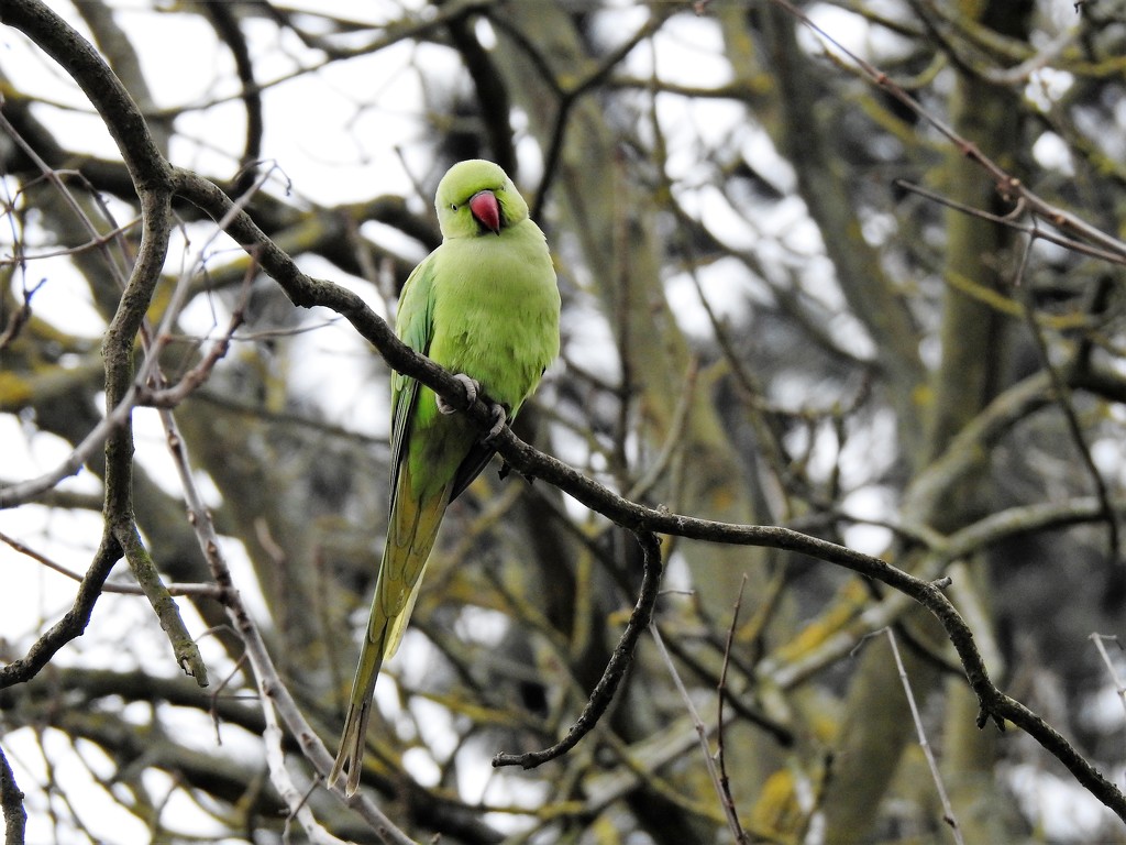 Ring Necked Parakeet by susiemc