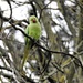 Ring Necked Parakeet by susiemc