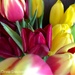 tulips  by 365projectdrewpdavies