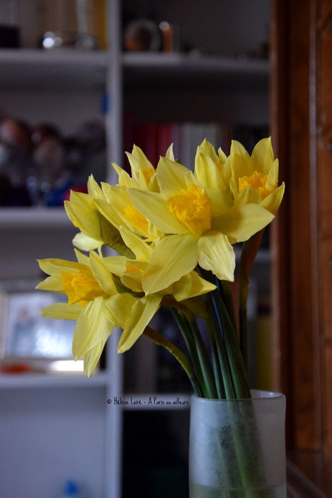 daffodils by parisouailleurs