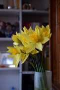 12th Mar 2018 - daffodils