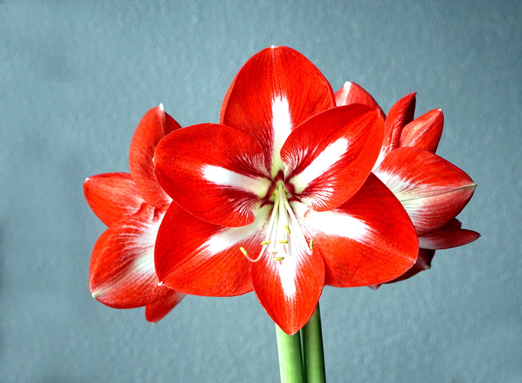 Amaryllis by phil_howcroft